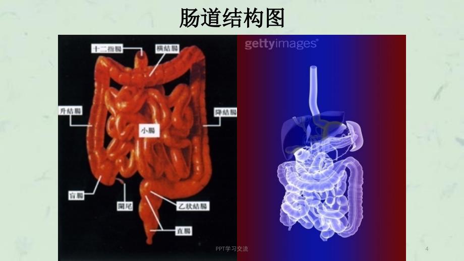 肠道与健康课件_第4页