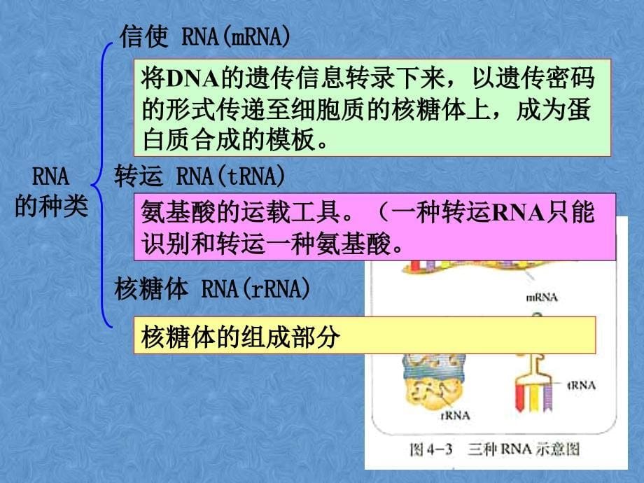 生物41基因指导蛋白质的合成课件3新人教版必修2_第5页