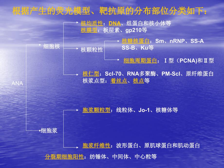 抗核抗体荧光片判读课件.ppt_第2页