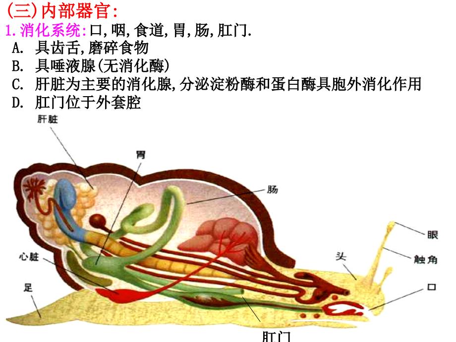 动物学92代表动物_第3页