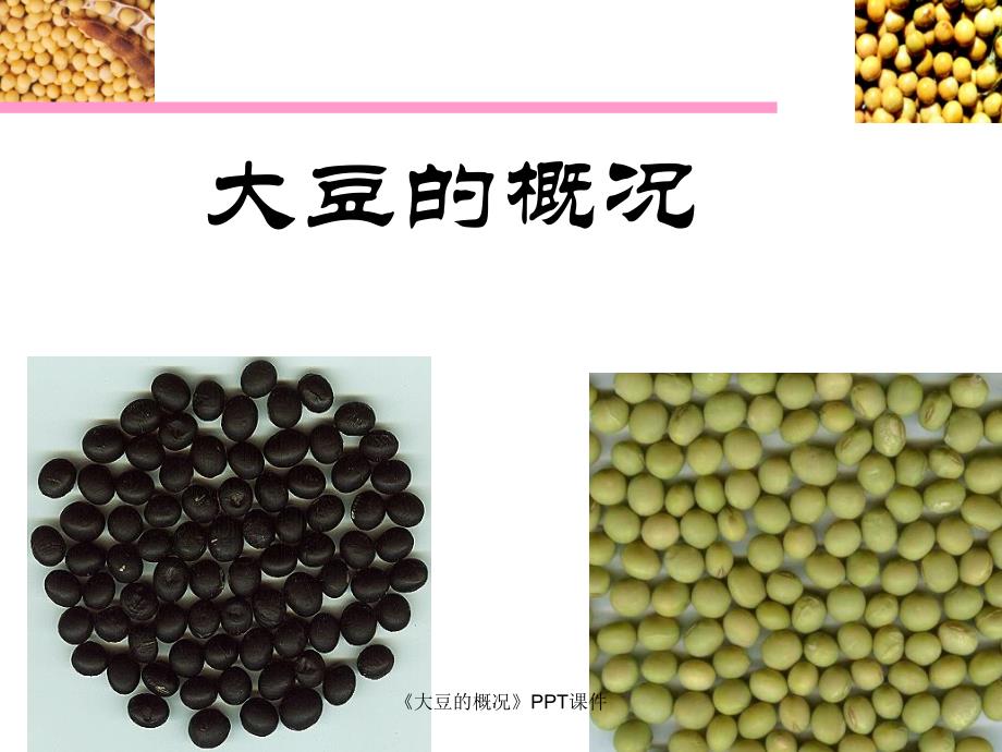 大豆的概况课件_第1页