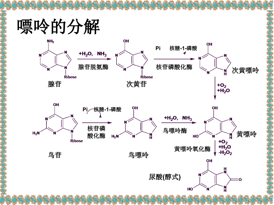 天津大学生物化学课件Lecture14NucleotideMetabolism_第4页