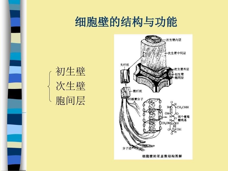 《细胞壁与酶》PPT课件_第5页