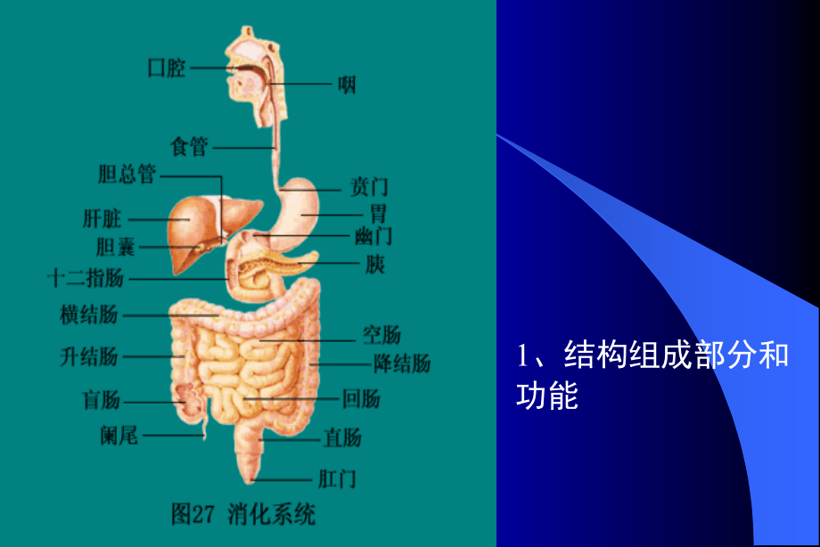 病理学教学课件：第八章 消化系统疾病_第3页