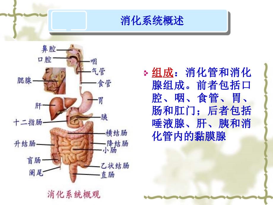 概述消化系统疾病护理课件_第2页