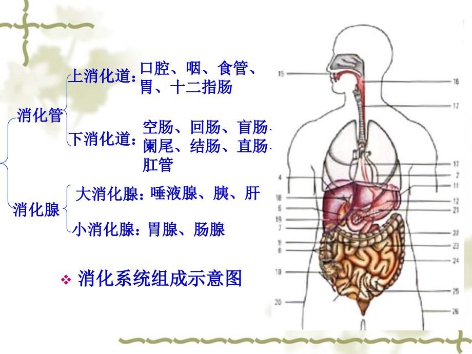 概述消化系统疾病护理课件_第3页