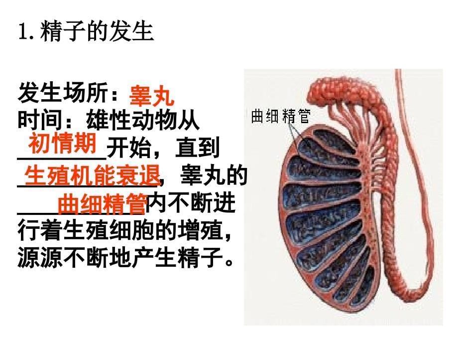 人教版教学课件胚胎工程体内体外受精课前练_第5页