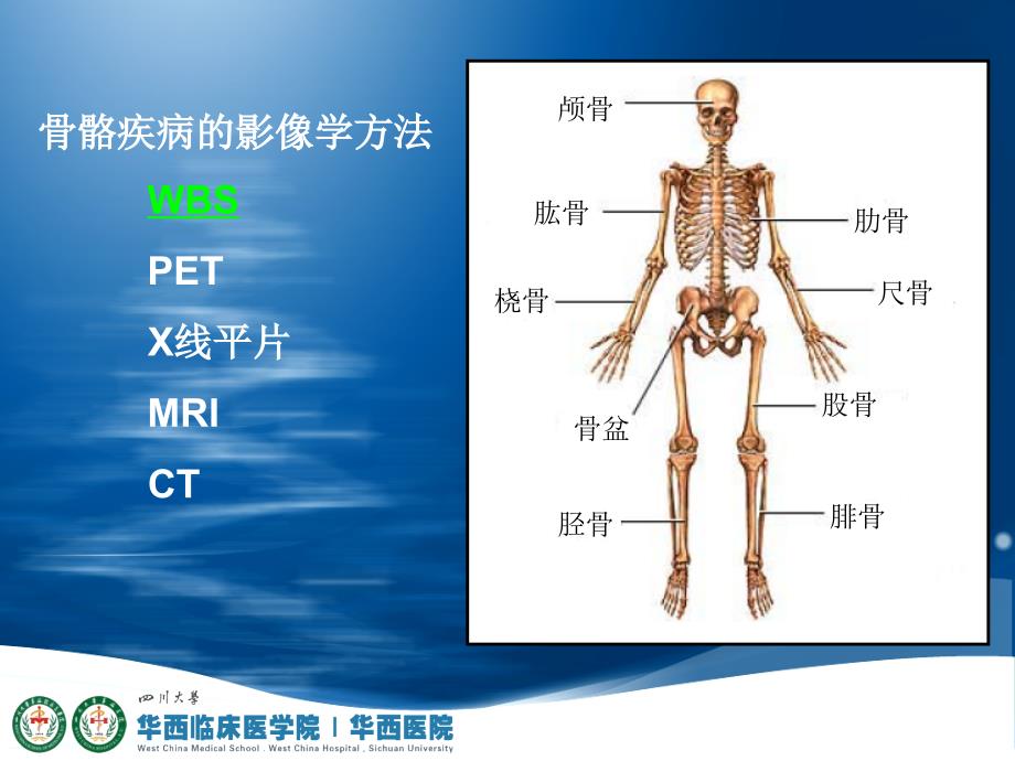 mTP全身骨显像骨显像核医学四川大学.ppt_第2页