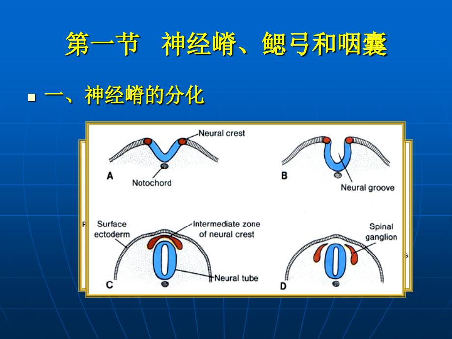 口腔颌面部发育(杜长青).ppt_第4页