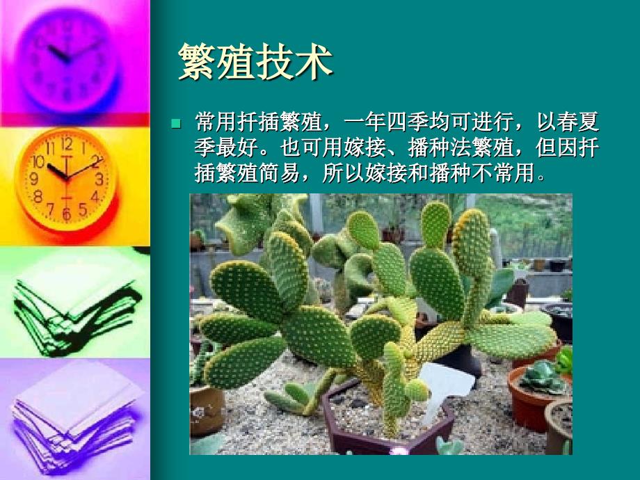 仙人掌和多浆植物_第4页