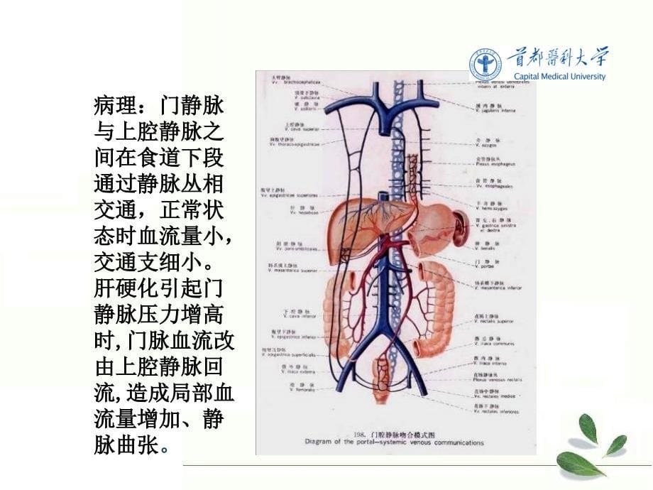 《医学影像技术学》教学课件：消化系统.消化道3、4_第5页