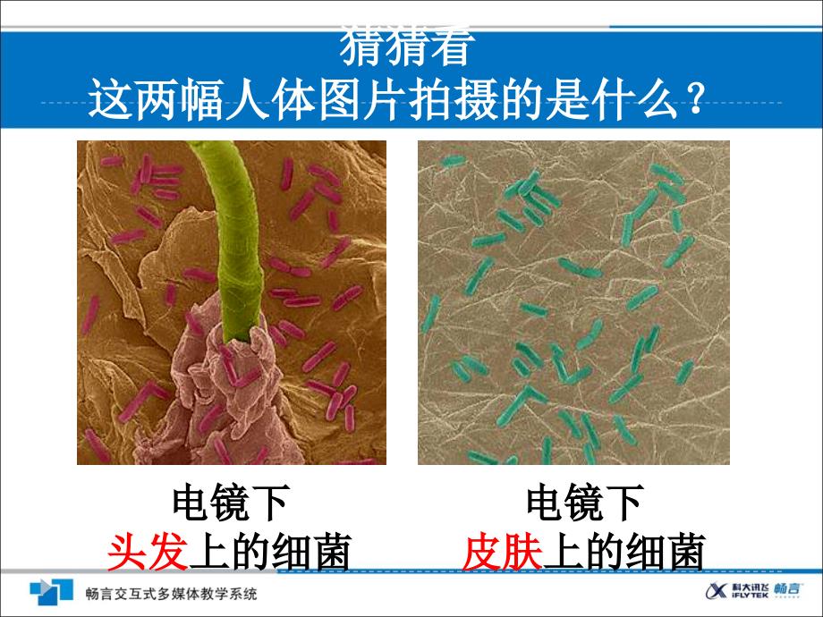 八上生物课件--细菌_第2页