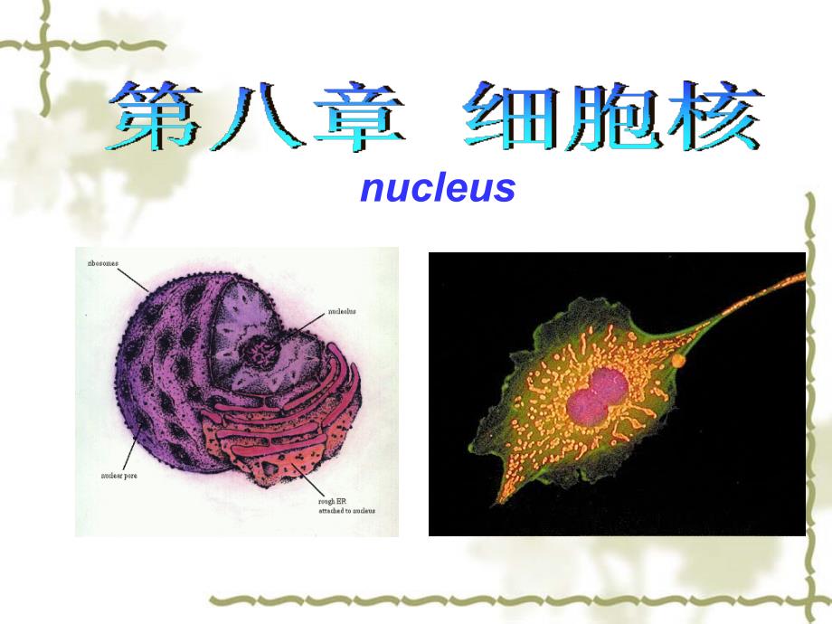 医学细胞生物学：08细胞核_第1页