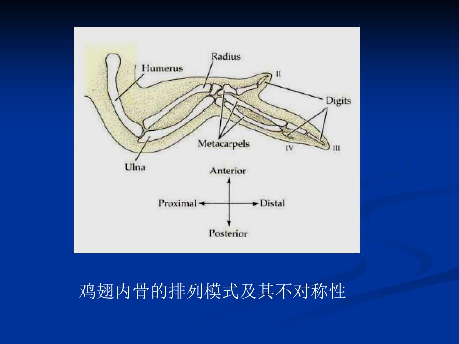 附肢的发育与再生_第4页