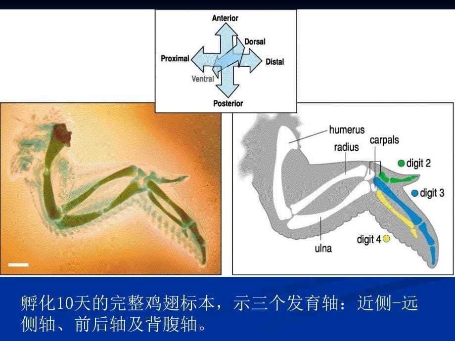 附肢的发育与再生_第5页