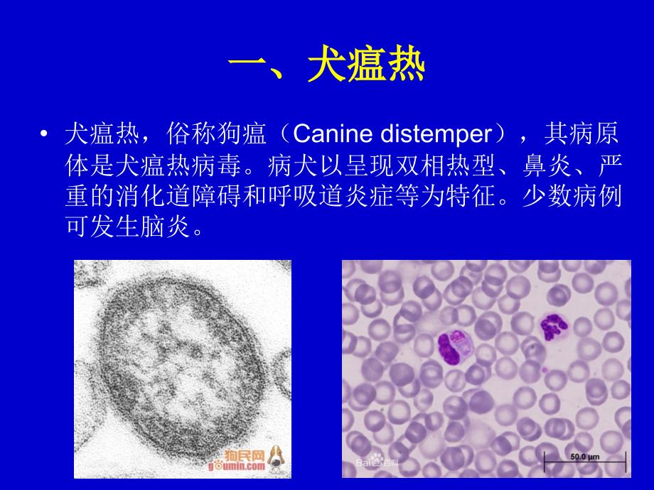 犬的常用五联苗关疾病_第2页