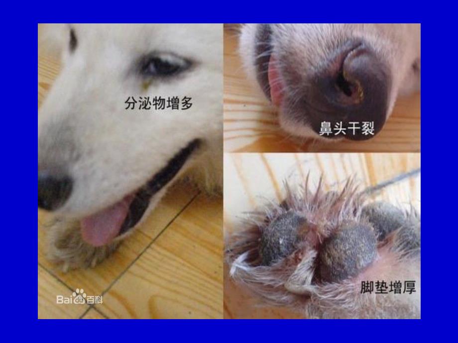 犬的常用五联苗关疾病_第3页