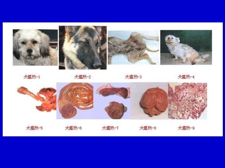 犬的常用五联苗关疾病_第5页