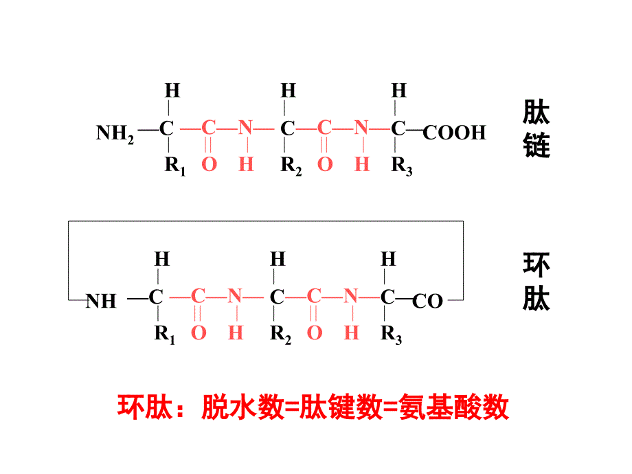 蛋白质专题复习_第4页