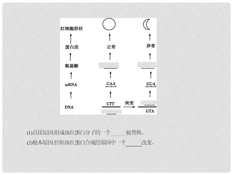 四川省成都经济技术开发区高考生物 第五章基因突变及其他变异课件1 必修2_第5页