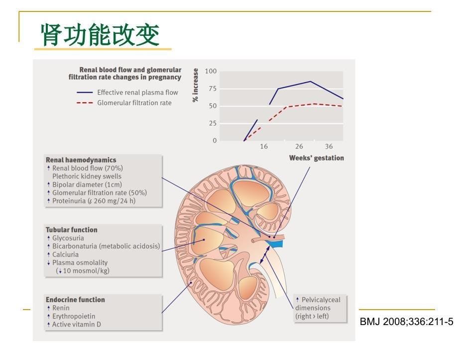 妊娠与肾脏PPT课件_第5页