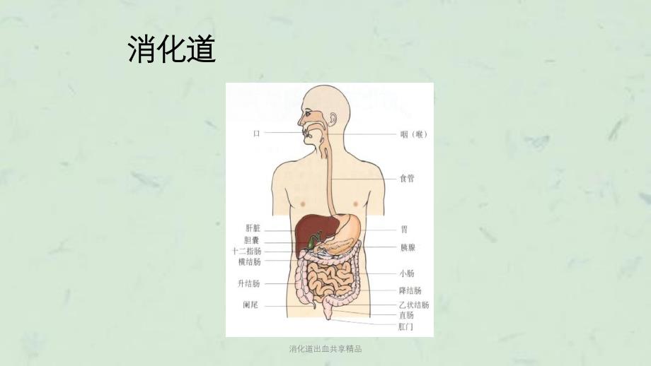 消化道出血共享精品课件_第2页