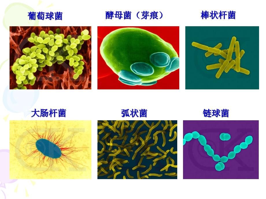 微生物基础知识培训文档资料_第4页