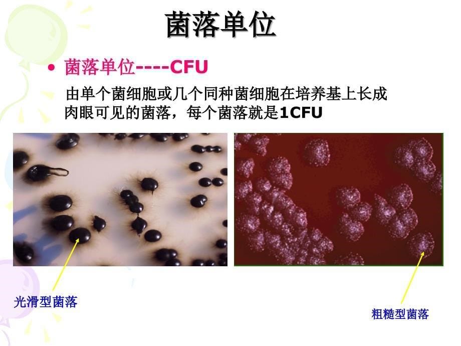 微生物基础知识培训文档资料_第5页