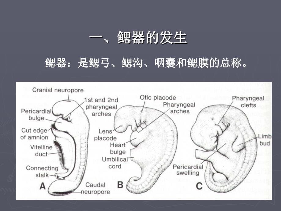 颜面的形成课件_第5页