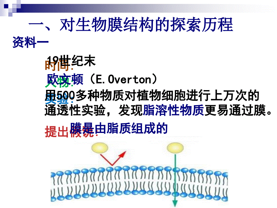 生物膜的流动镶嵌模型课件_第2页