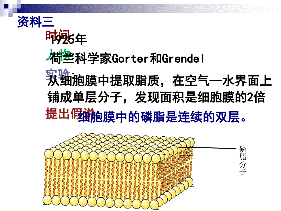 生物膜的流动镶嵌模型课件_第4页