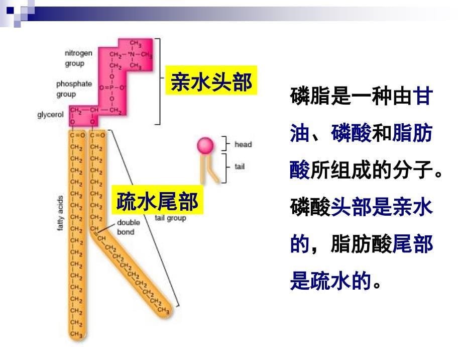 生物膜的流动镶嵌模型课件_第5页