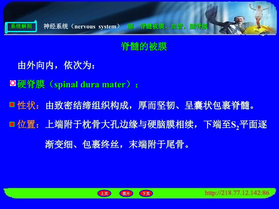 脑、脊髓被膜、血管,脑脊液_第3页