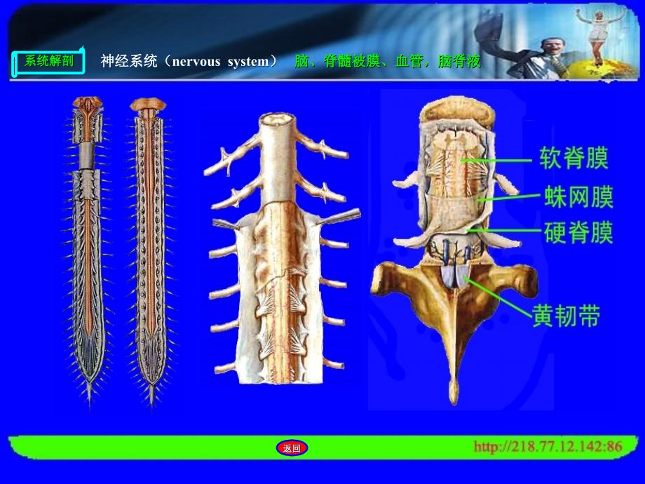 脑、脊髓被膜、血管,脑脊液_第4页