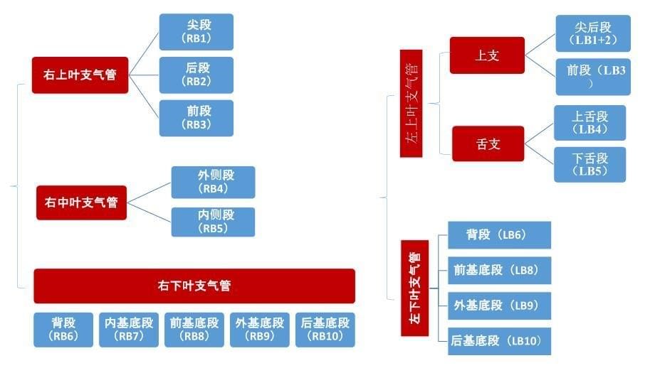 支气管分段亚段及及支气管镜检查_第5页