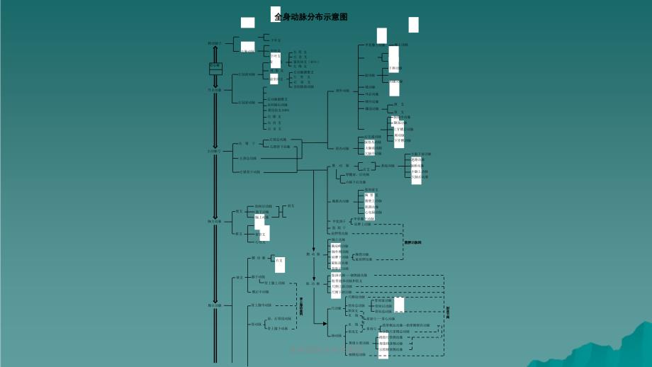 全身动脉分布示意图课件_第1页