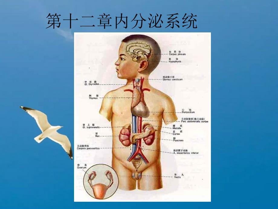 北卫内分泌系统ppt课件_第1页