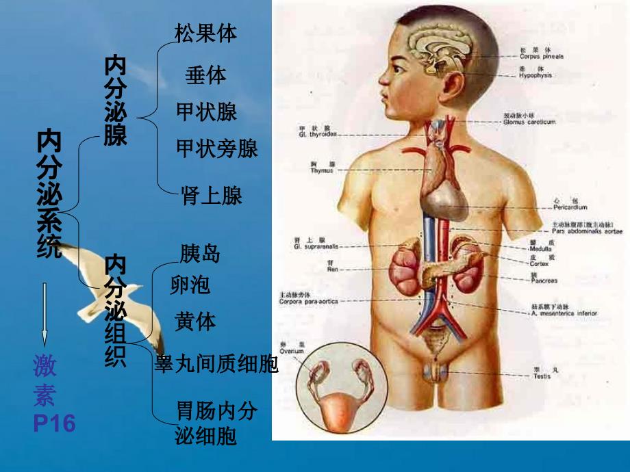 北卫内分泌系统ppt课件_第3页