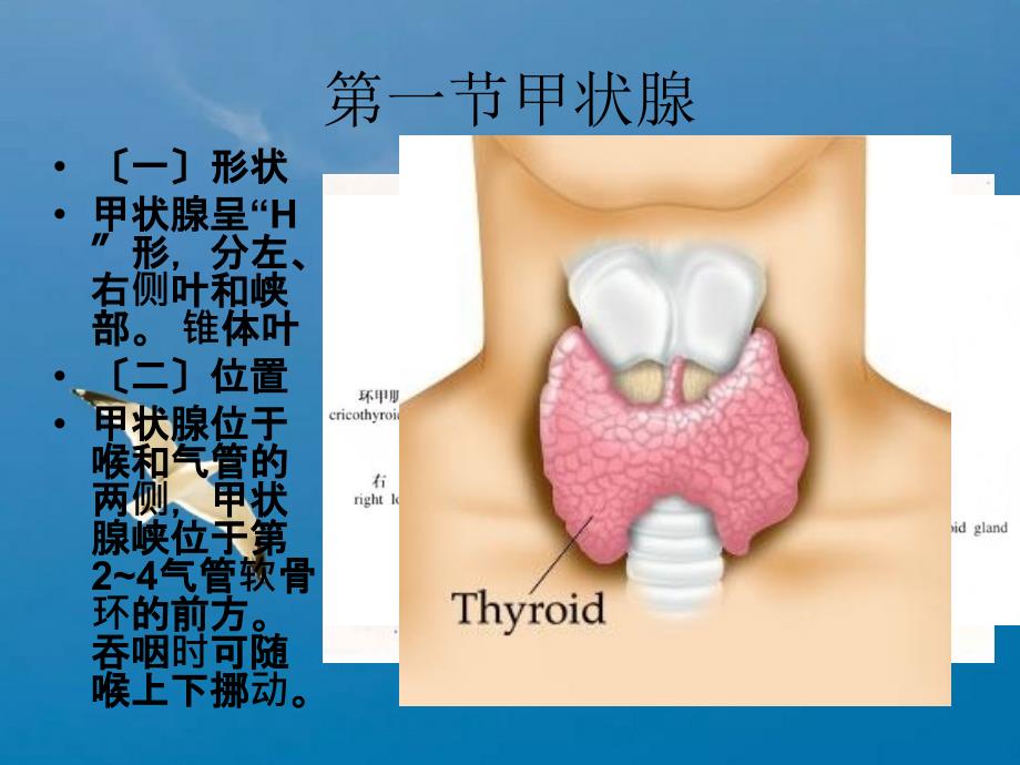 北卫内分泌系统ppt课件_第4页