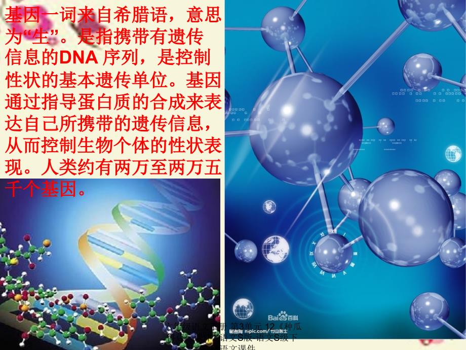 最新六年级语文下册第3单元12种瓜得豆课件1语文S版语文S级下册语文课件_第3页