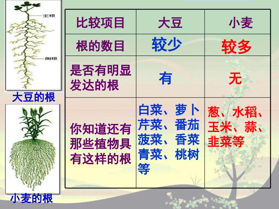 植物与土壤第1课时_第4页