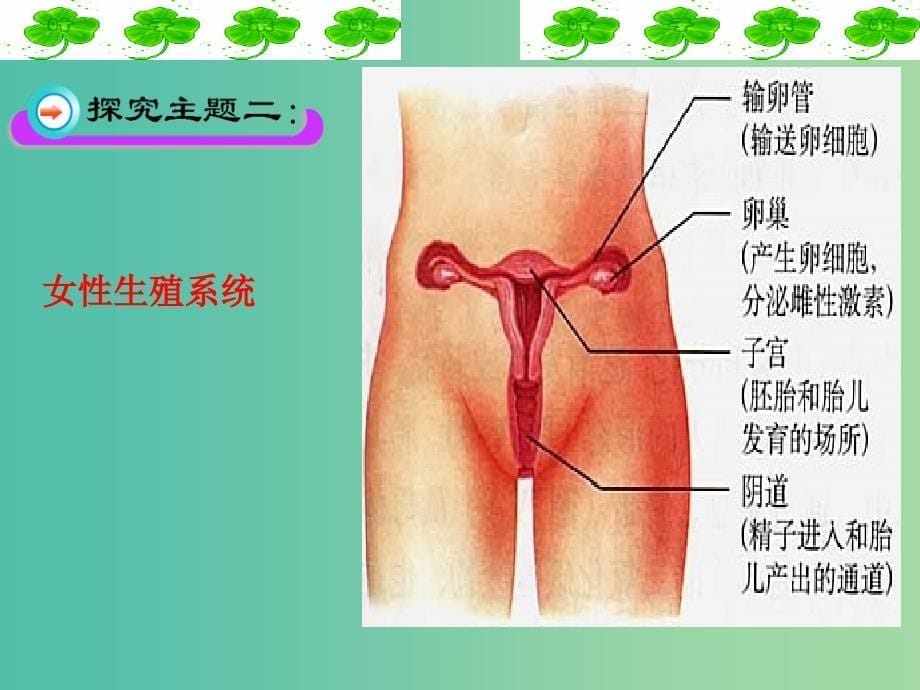 七年级生物下册 4.1.2 人的生殖课件 新人教版.ppt_第5页