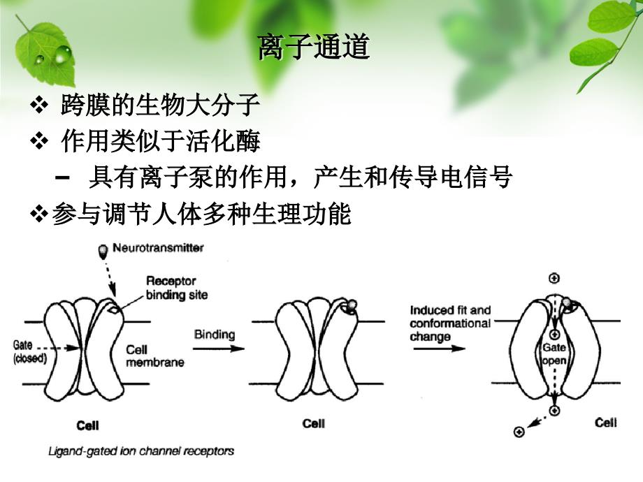 《钙通道阻滞剂》PPT课件_第2页