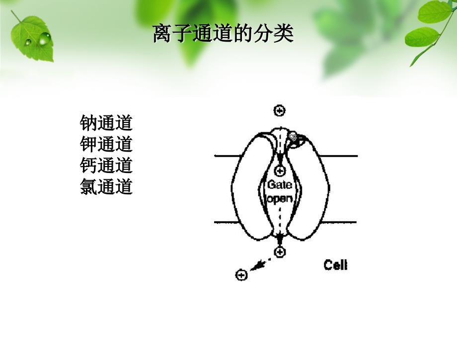 《钙通道阻滞剂》PPT课件_第3页