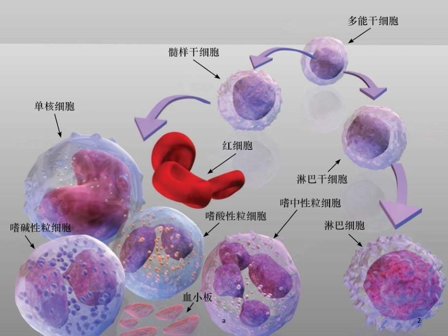 骨髓增生异常综合征课件_第2页