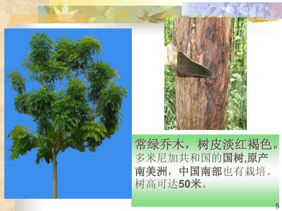 《桃花心木》PPT教学课件_第5页