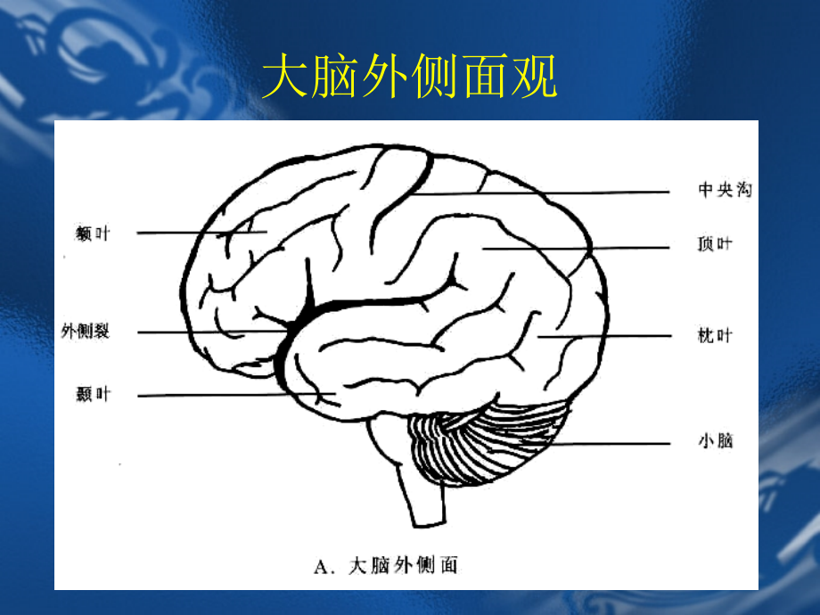 MRI解剖—颅脑.ppt_第4页