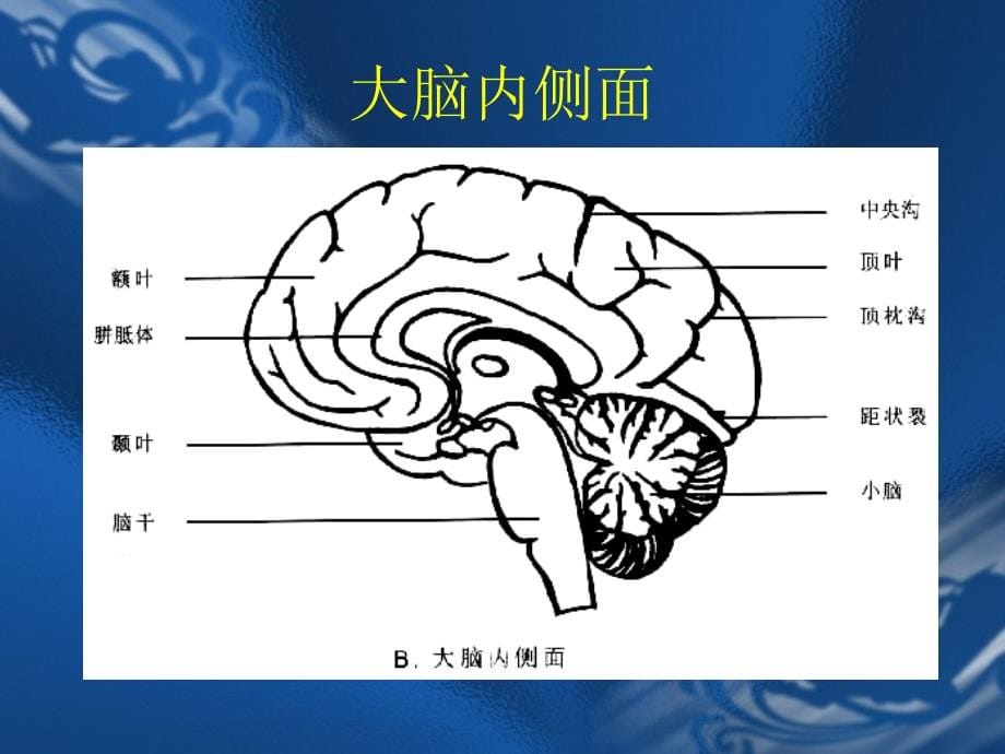 MRI解剖—颅脑.ppt_第5页