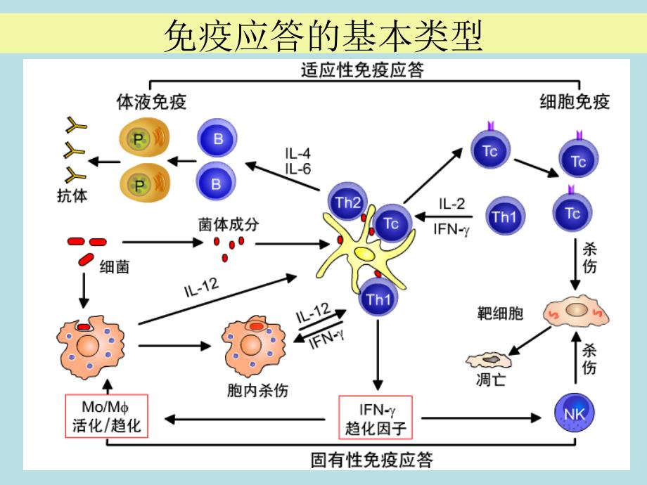 树突状细胞的生物学特性与应用(09级研究生)_第2页