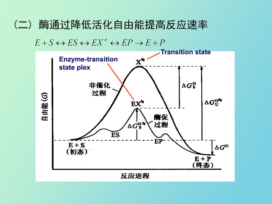 酶引论教学用_第4页